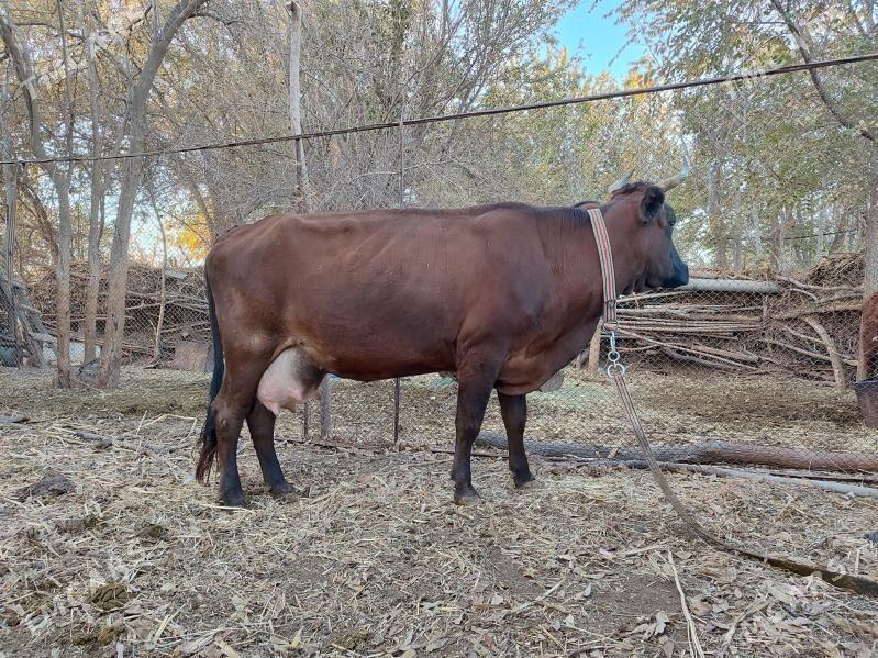 Goleli Sygyr - Baýramaly - img 3