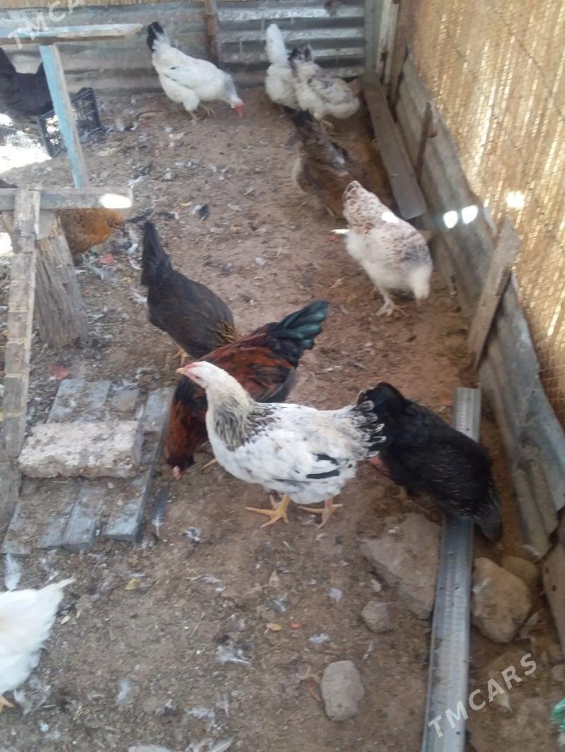 Towuk - Mary - img 3