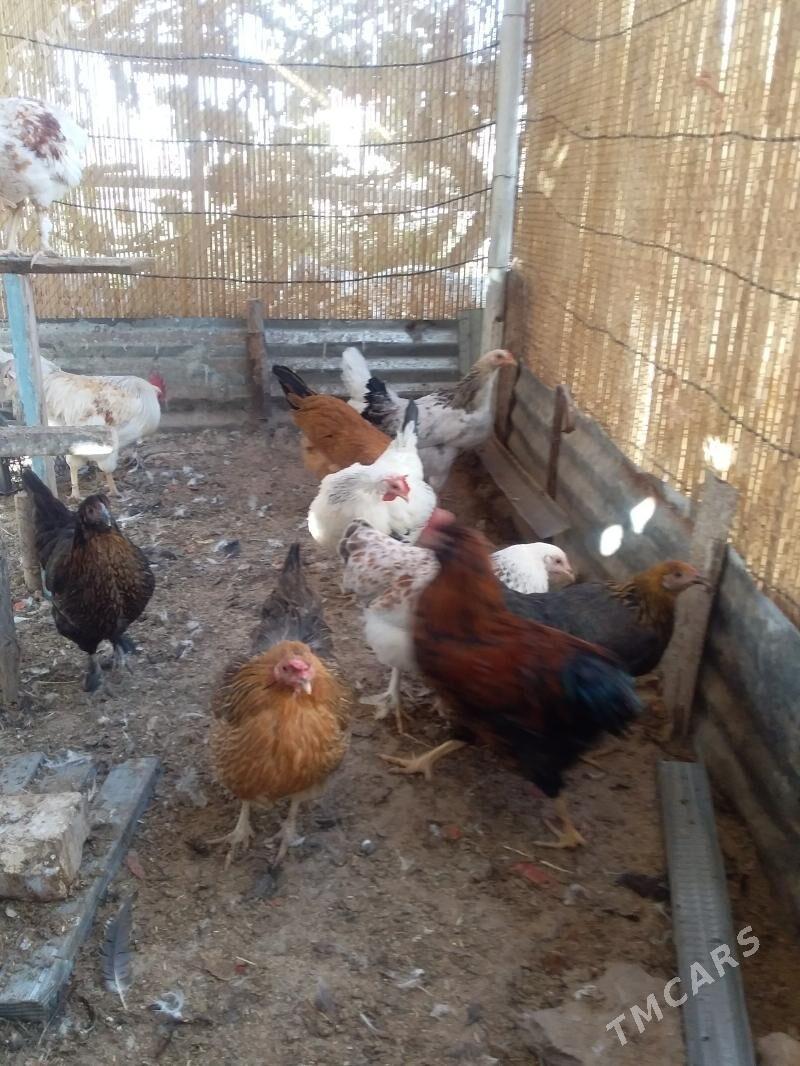 Towuk - Mary - img 6