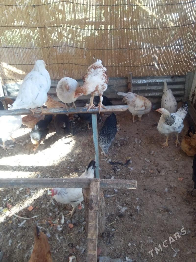 Towuk - Mary - img 5