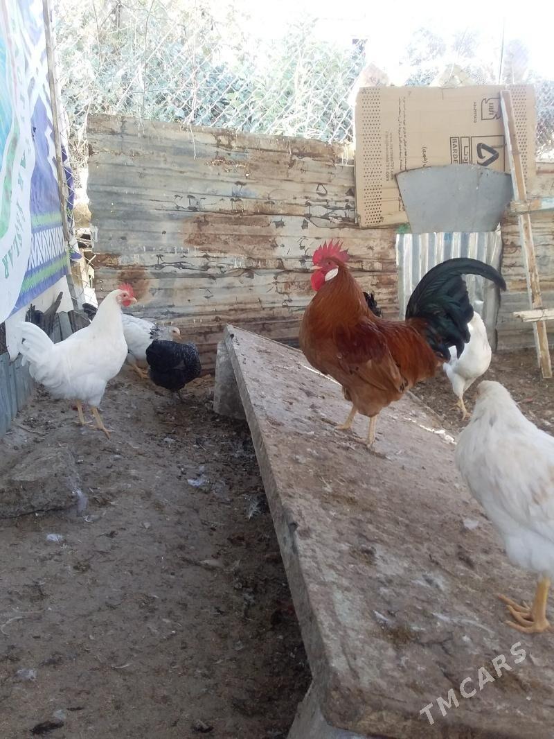 Towuk - Mary - img 4