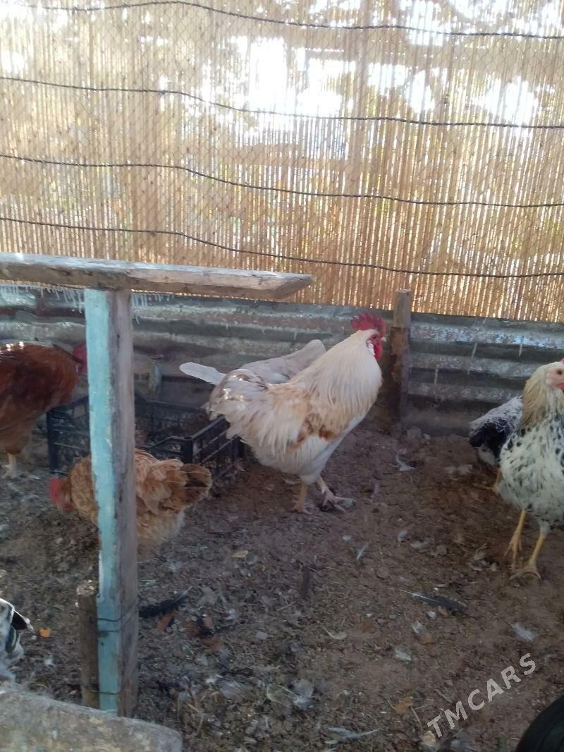 Towuk - Mary - img 1