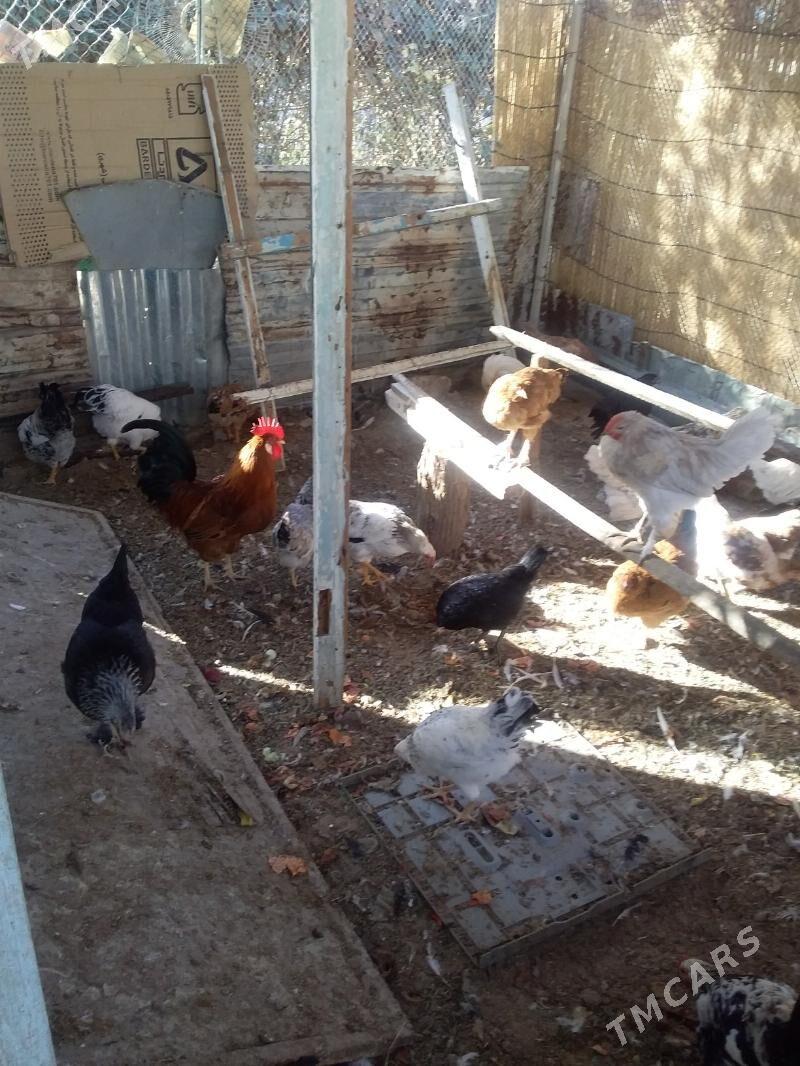 Towuk - Mary - img 2