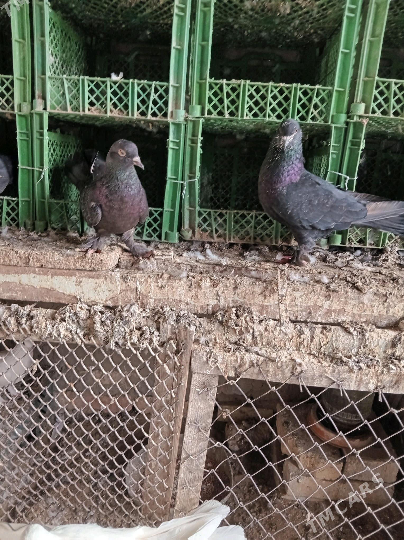 kepderi - Sakarçäge - img 8