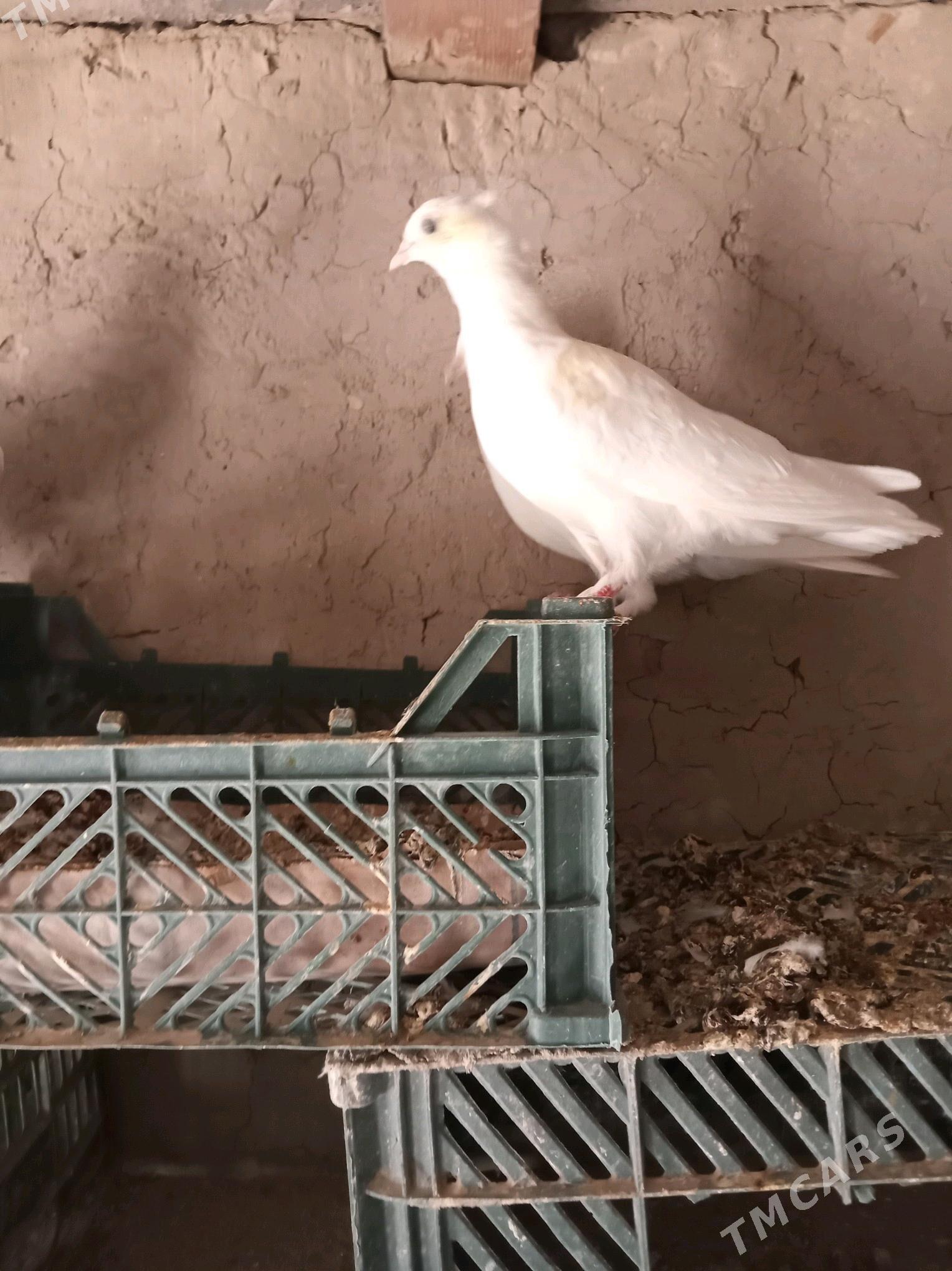 kepderi - Sakarçäge - img 3