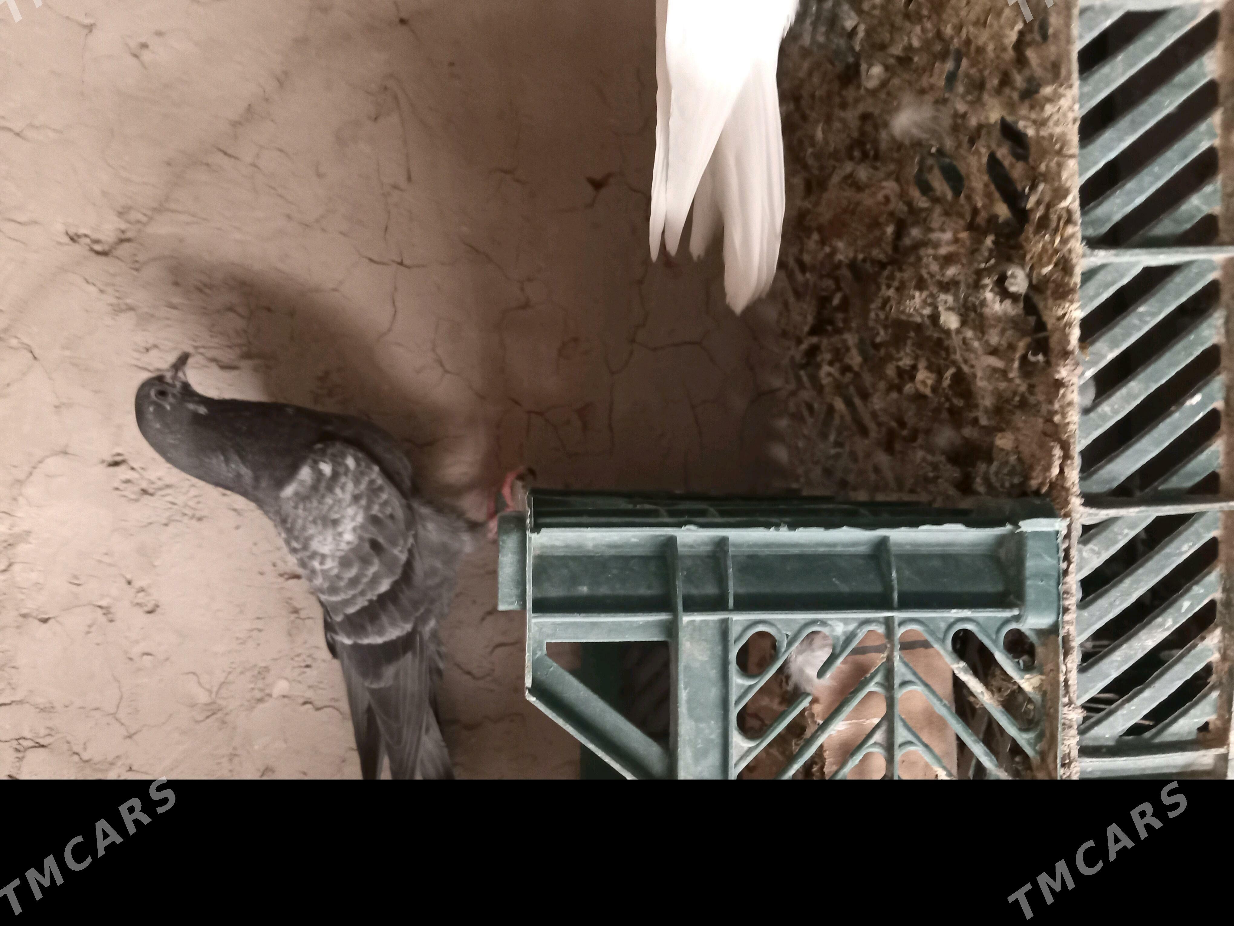 kepderi - Sakarçäge - img 9