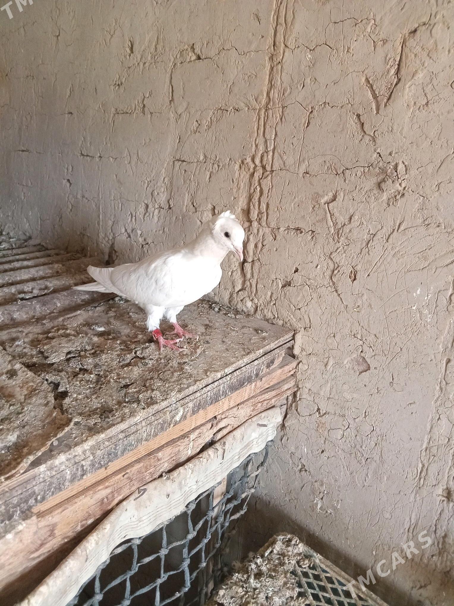 kepderi - Sakarçäge - img 11