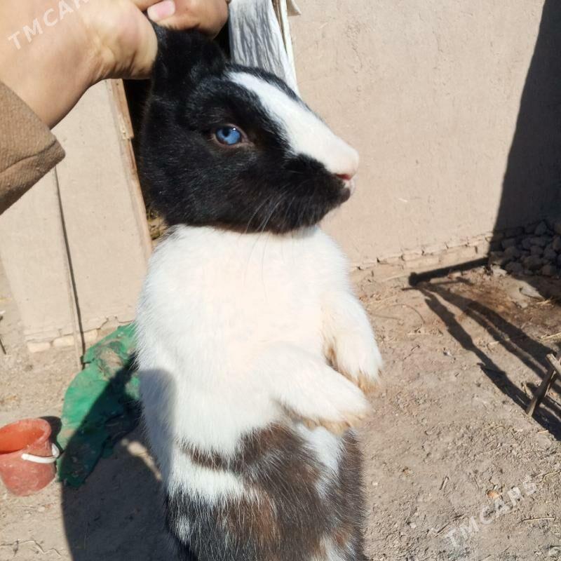 towşan - Шабатский этрап - img 3