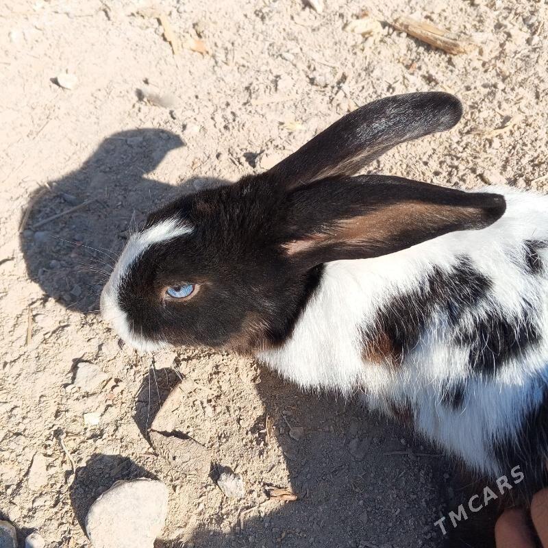 towşan - Шабатский этрап - img 2