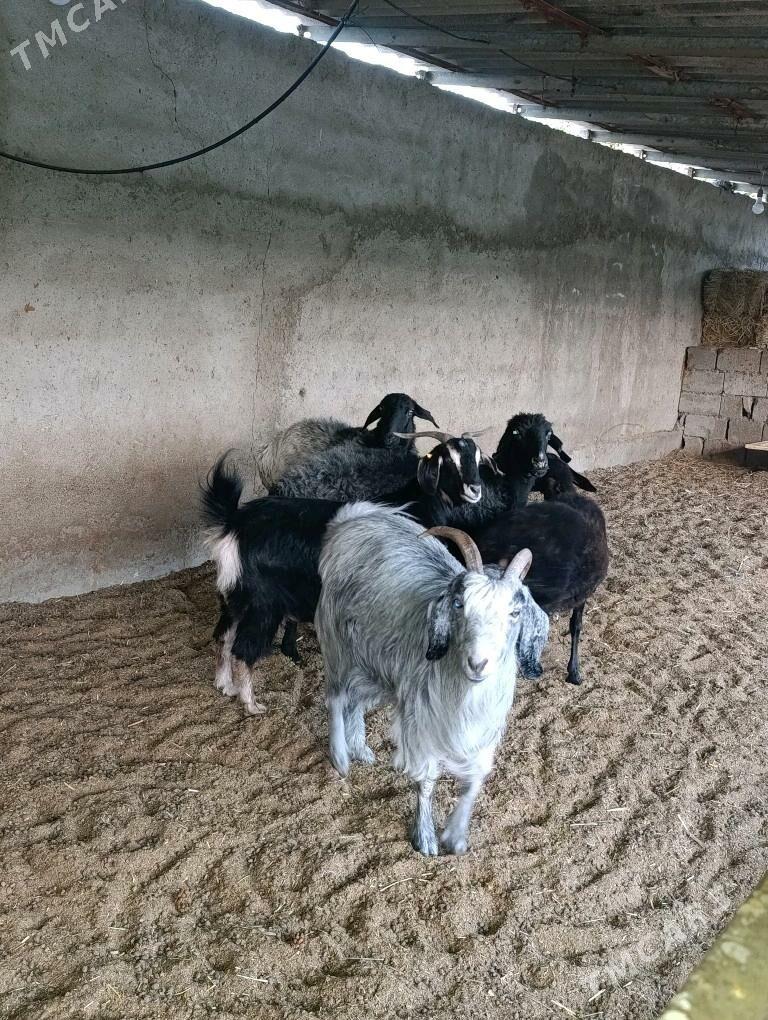 Semiz geci - Багир - img 2