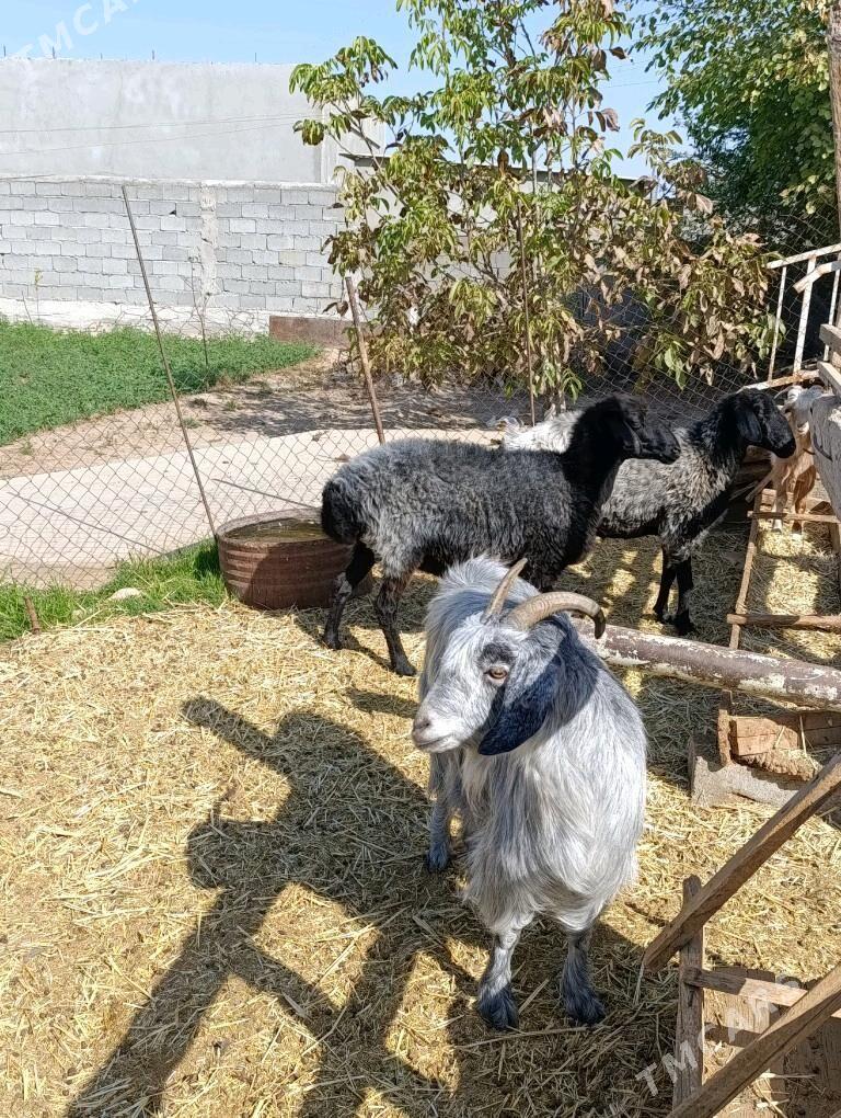 Semiz geci - Багир - img 1