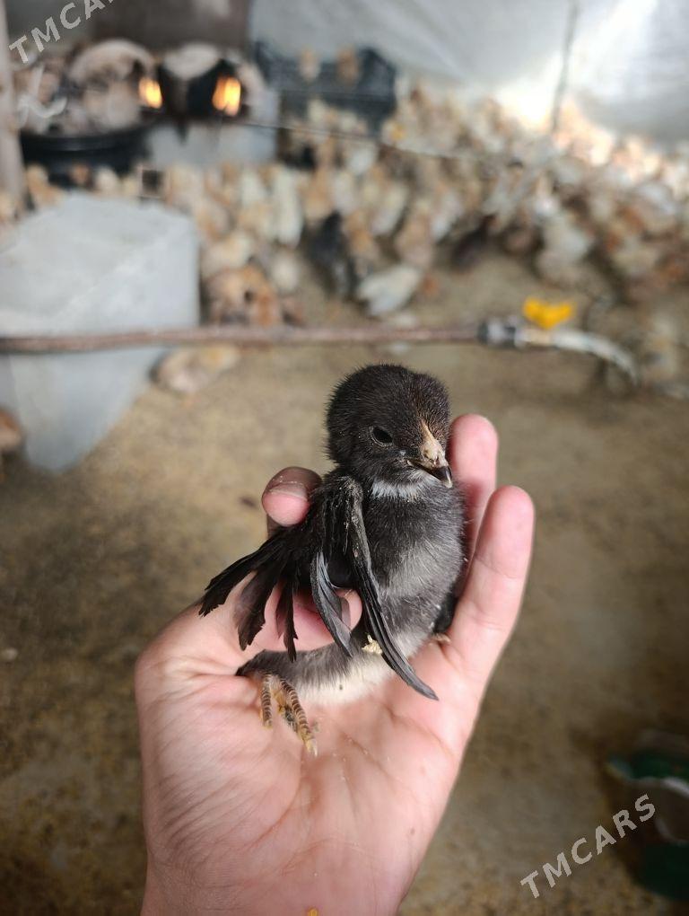 jüje - Gökdepe - img 4