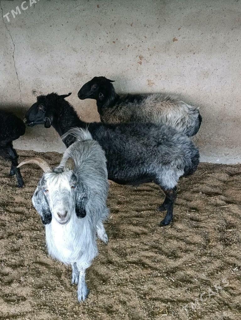 Semiz geci - Багир - img 3