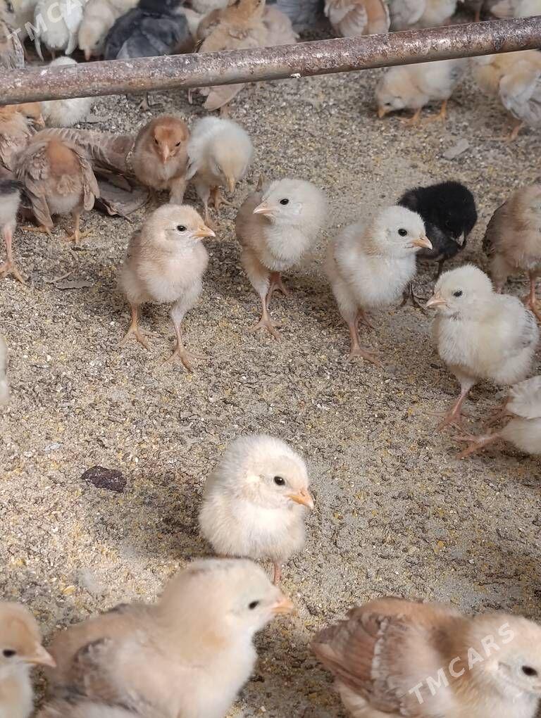 jüje - Gökdepe - img 2