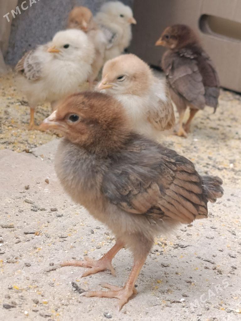 jüje - Gökdepe - img 3