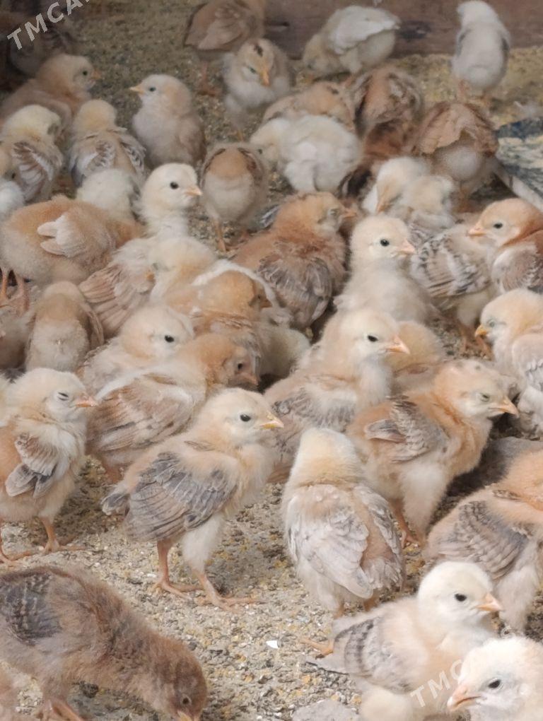 jüje - Gökdepe - img 1