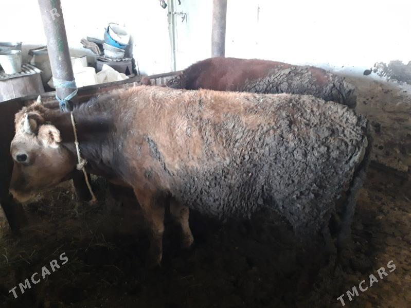 okuz 4sany - Гызыларбат - img 4