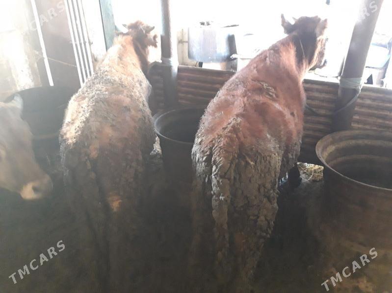 okuz 4sany - Гызыларбат - img 2