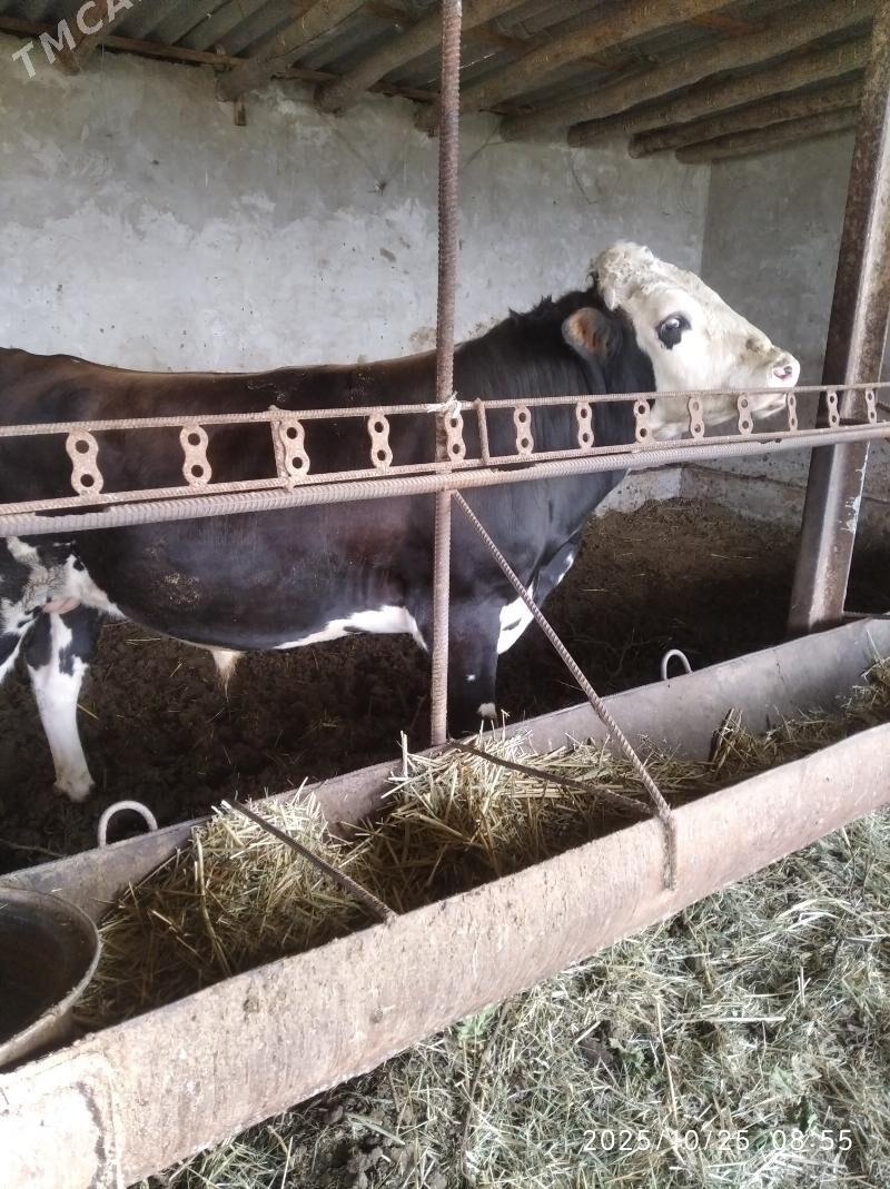 бакылы окуз - Фарап - img 4