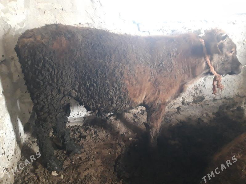 okuz 4sany - Гызыларбат - img 3