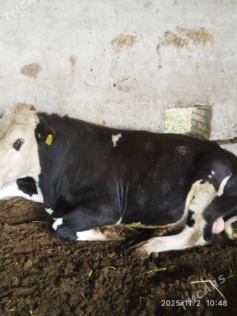 бакылы окуз - Фарап - img 3