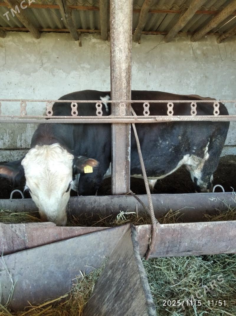 бакылы окуз - Фарап - img 2