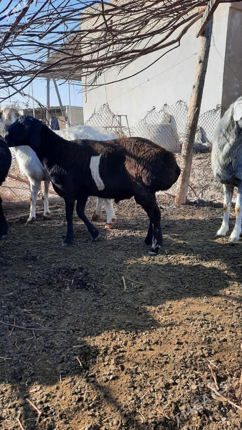 koçkar - Туркменабат - img 2