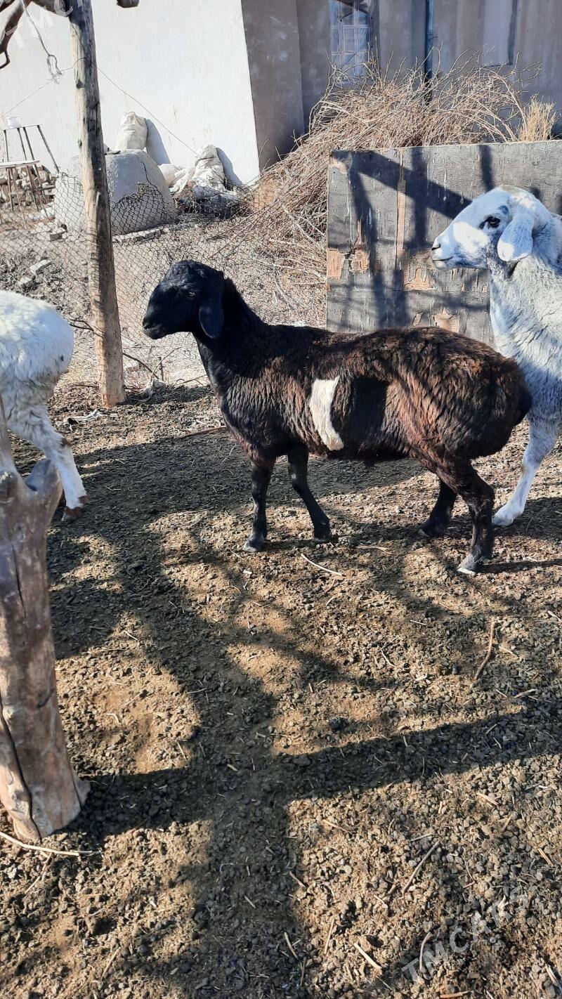 koçkar - Туркменабат - img 1