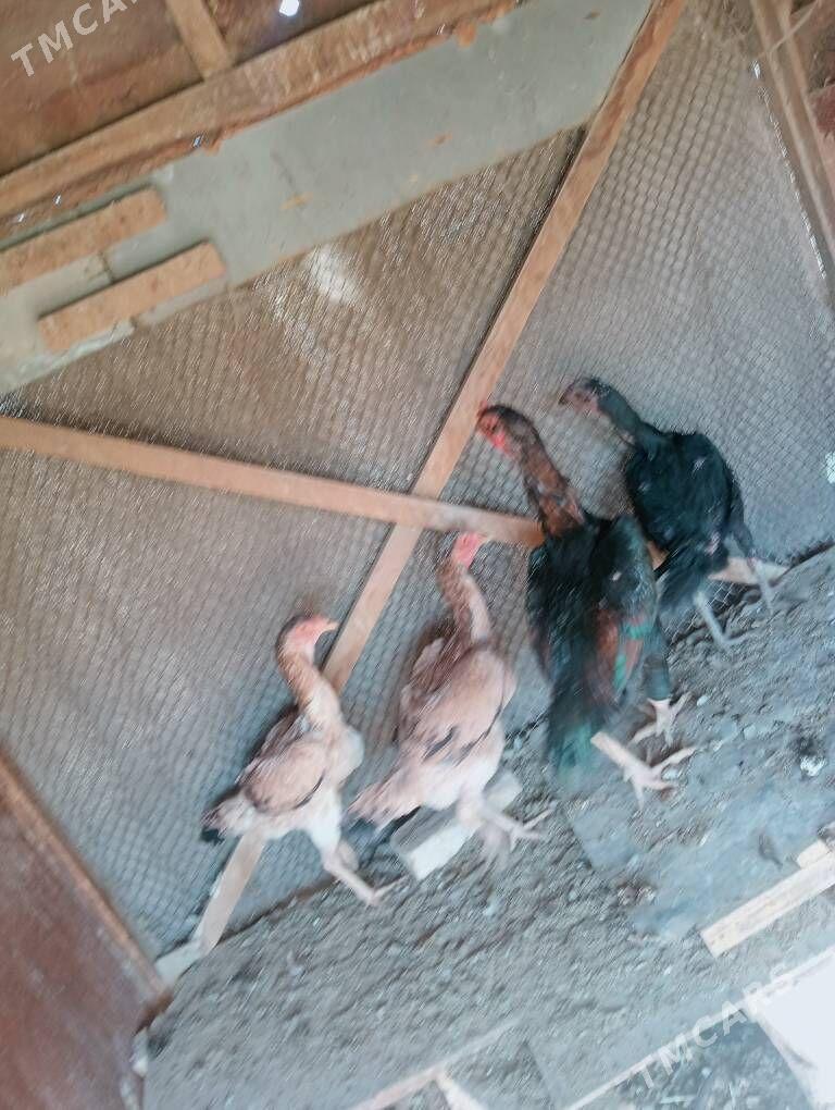 Байец - Mary - img 3