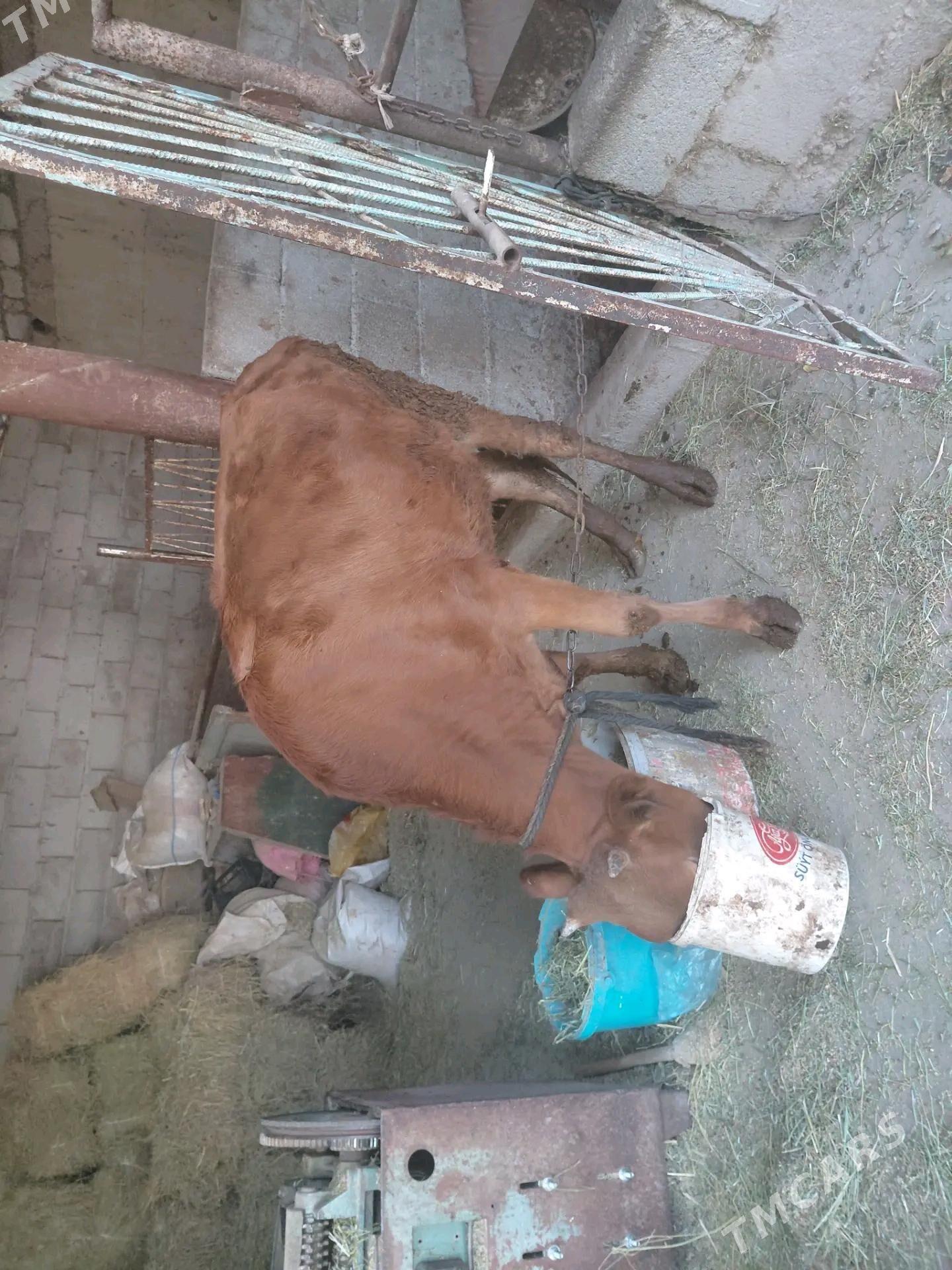 tuwe - Ак-Бугдайский этрап - img 1