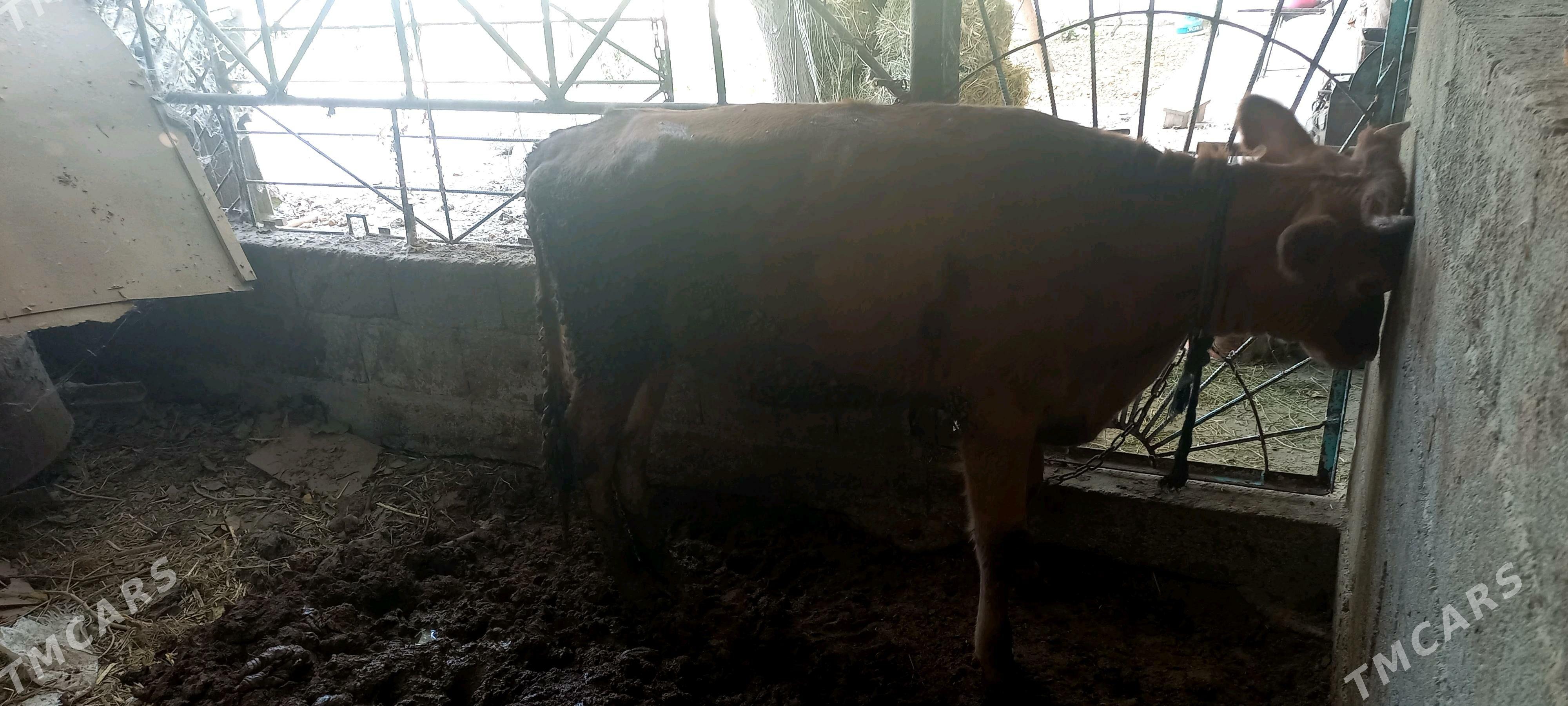 tuwe - Ак-Бугдайский этрап - img 3