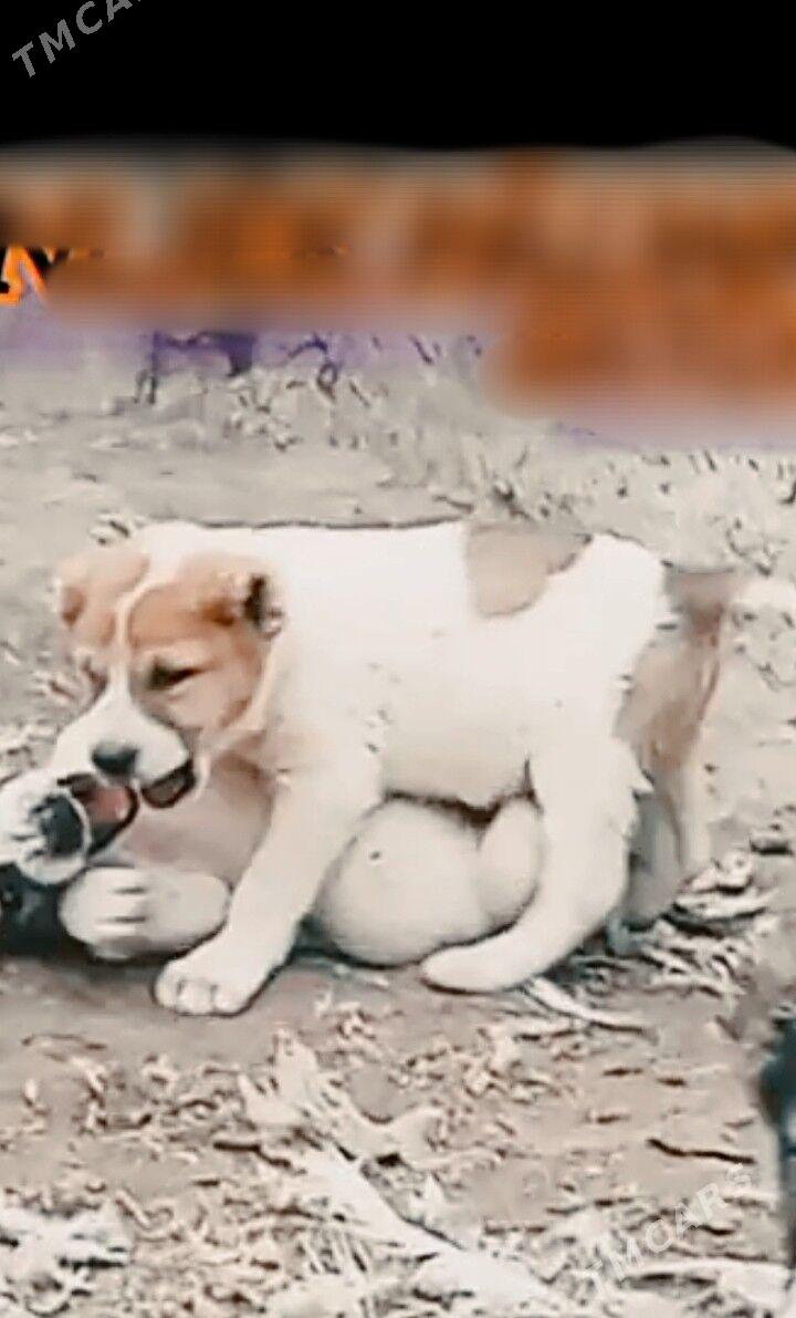 alaway - Aşgabat - img 2