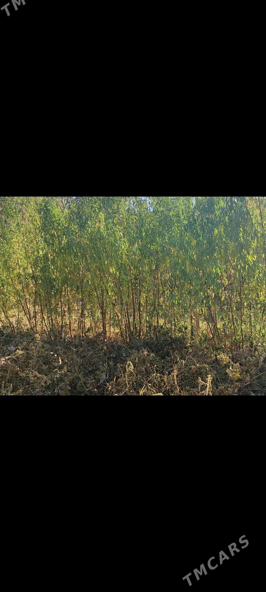 шепталы нахал узум нахал - Дянев - img 1