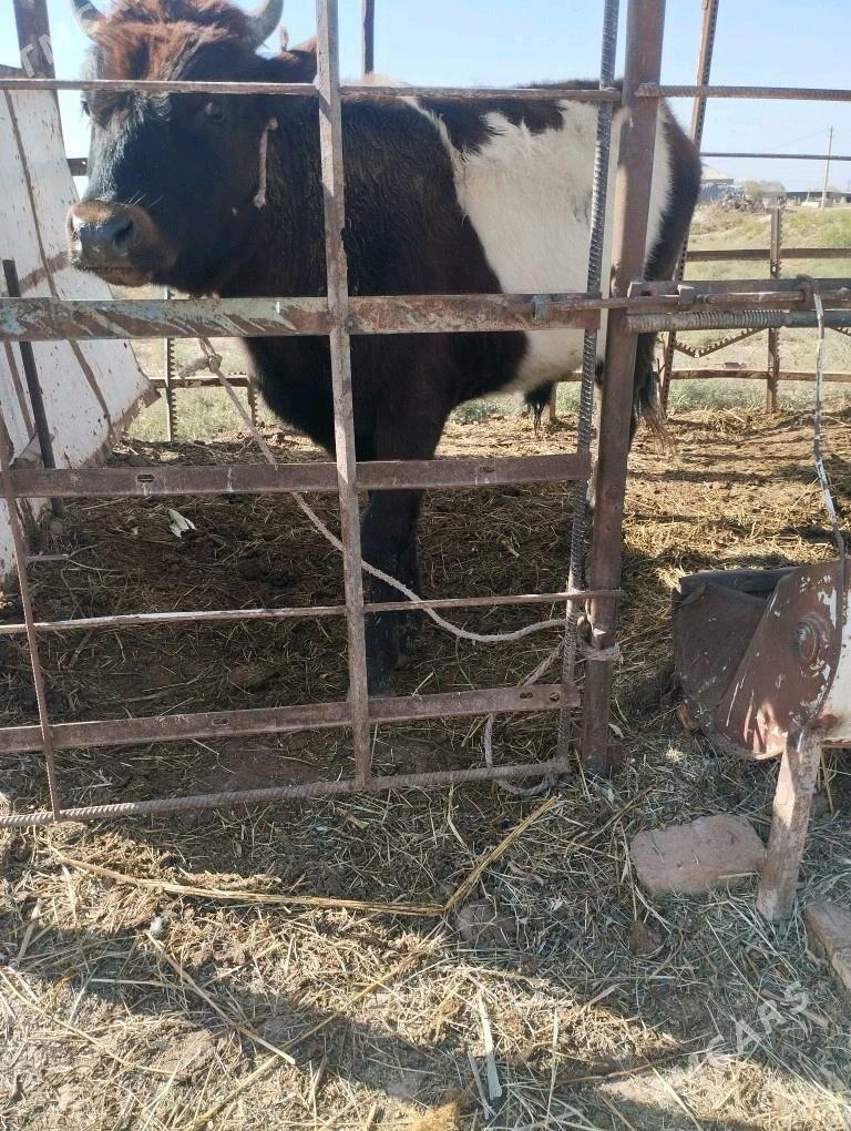 okuz.sygyr.goleli. - Baýramaly - img 1