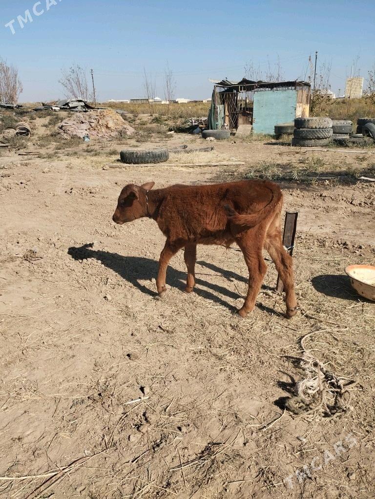 okuz.sygyr.goleli. - Baýramaly - img 6