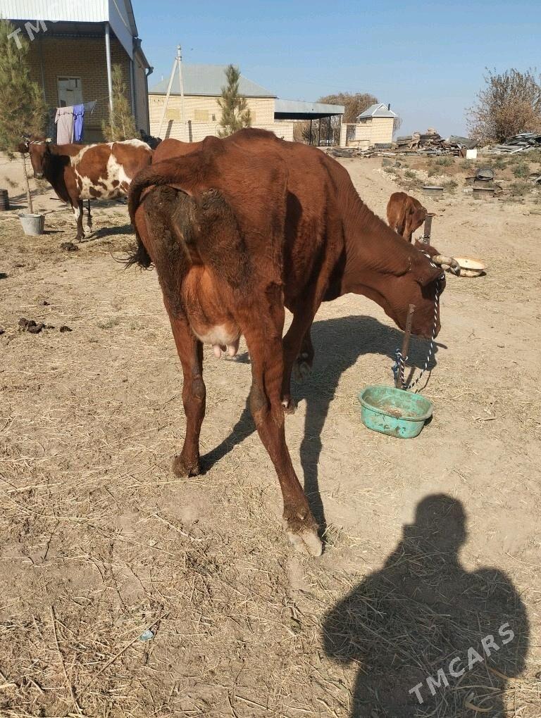 okuz.sygyr.goleli. - Baýramaly - img 4