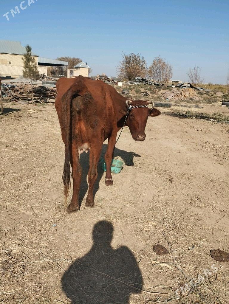 okuz.sygyr.goleli. - Baýramaly - img 3