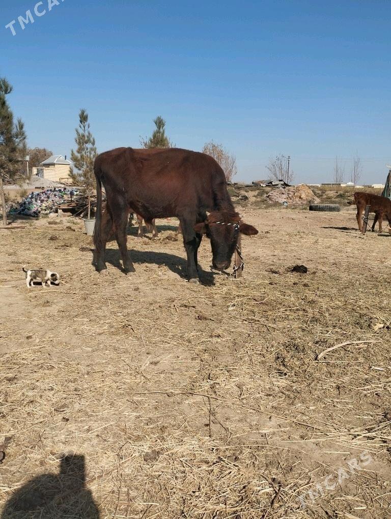 okuz.sygyr.goleli. - Baýramaly - img 7