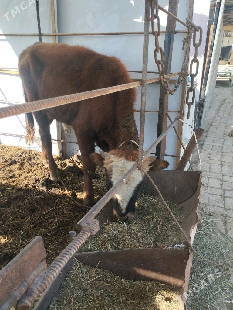 okuz.sygyr.goleli. - Baýramaly - img 9