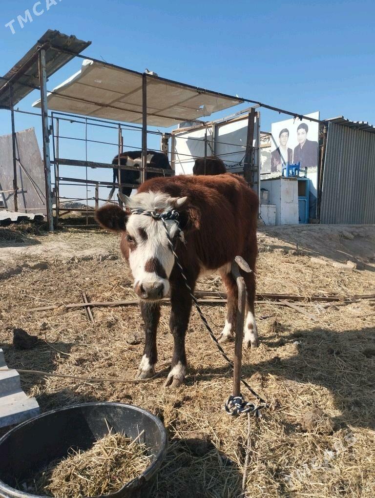 okuz.sygyr.goleli. - Baýramaly - img 2