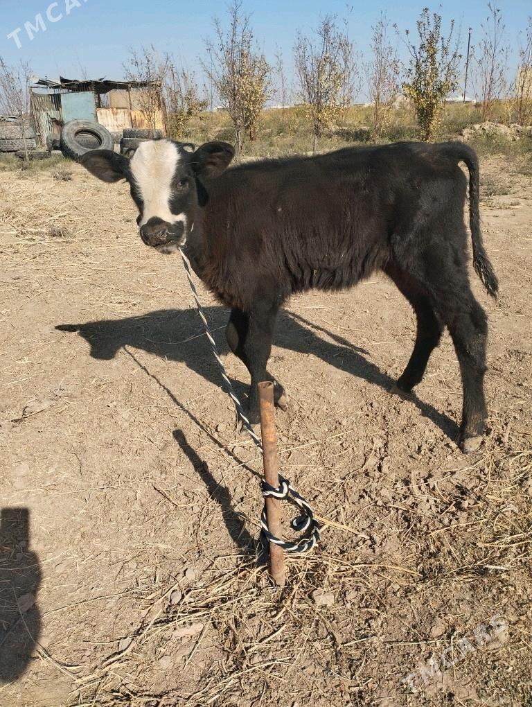 okuz.sygyr.goleli. - Baýramaly - img 8