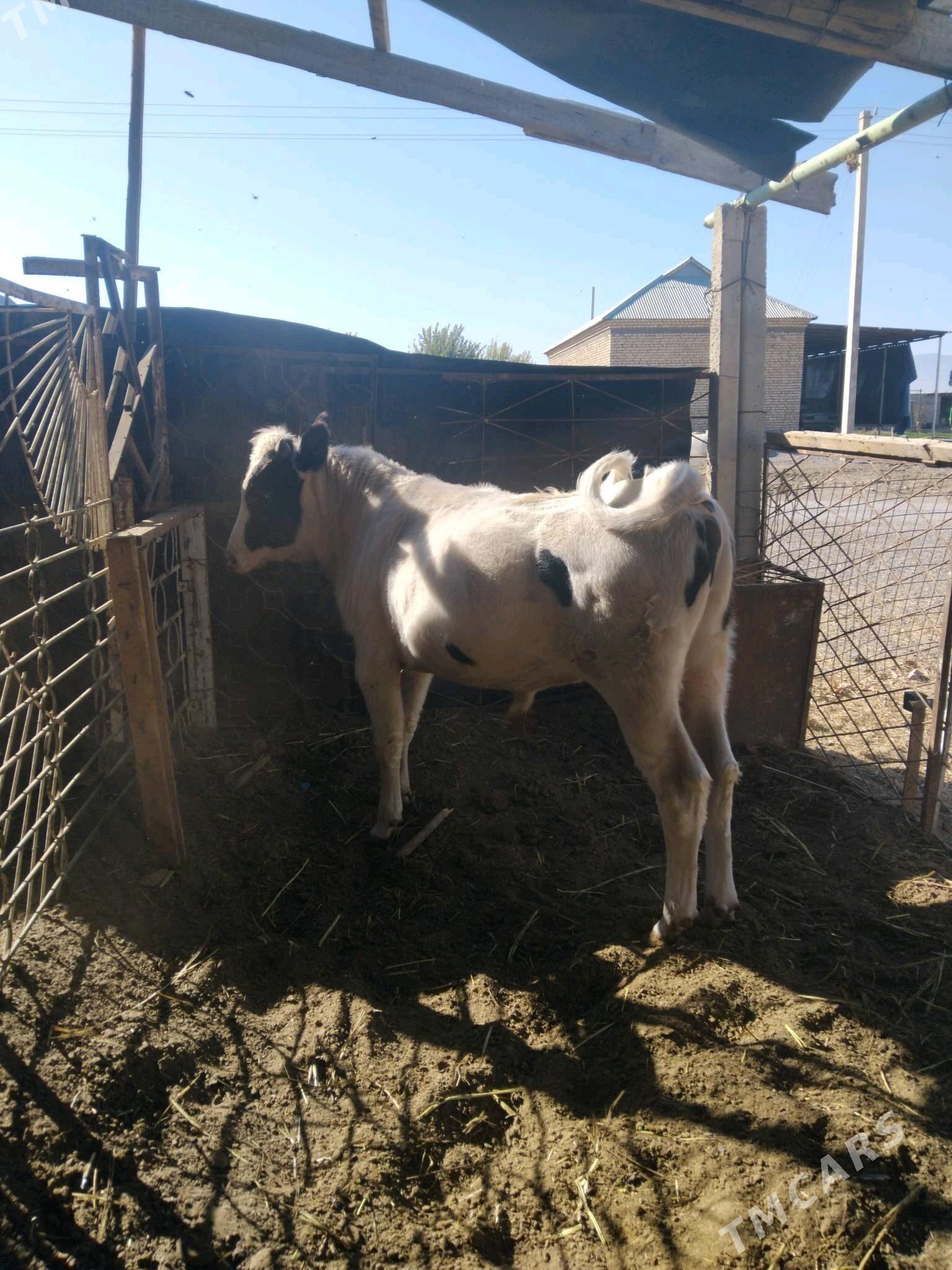 Öküz - Гёкдепе - img 2