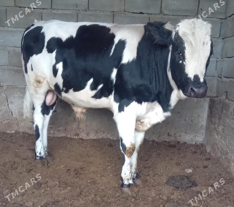 okuz - Багир - img 2