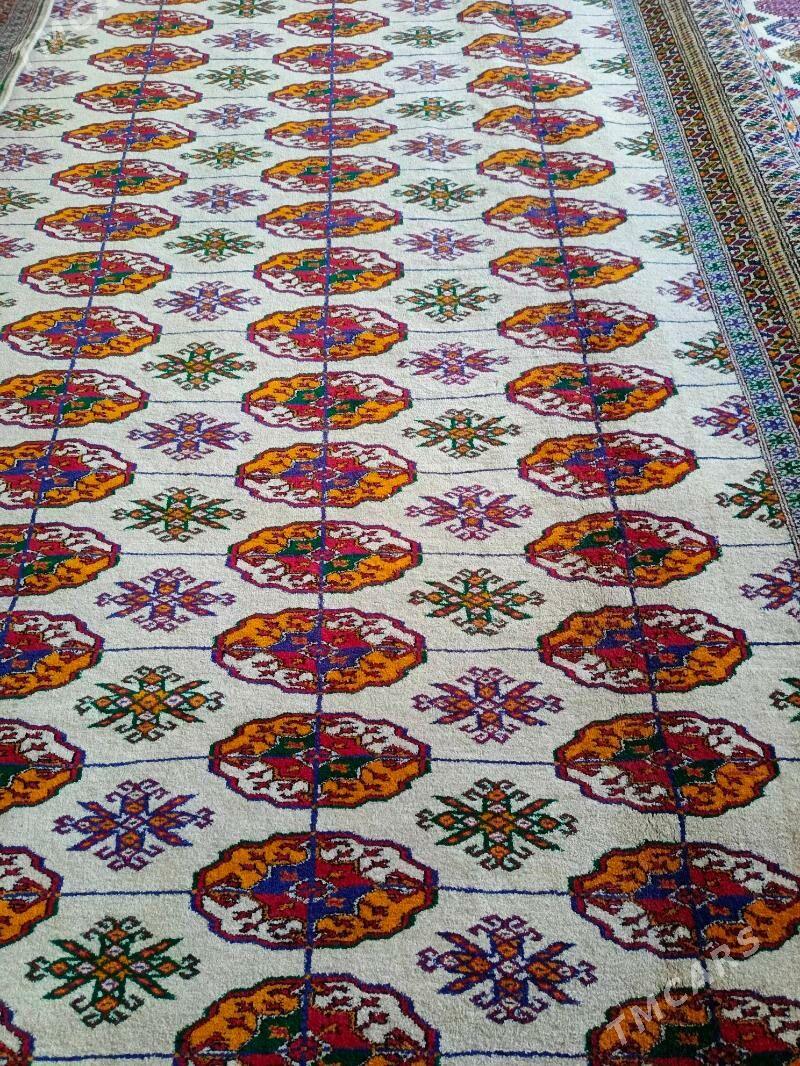 haly - Бахарден - img 1