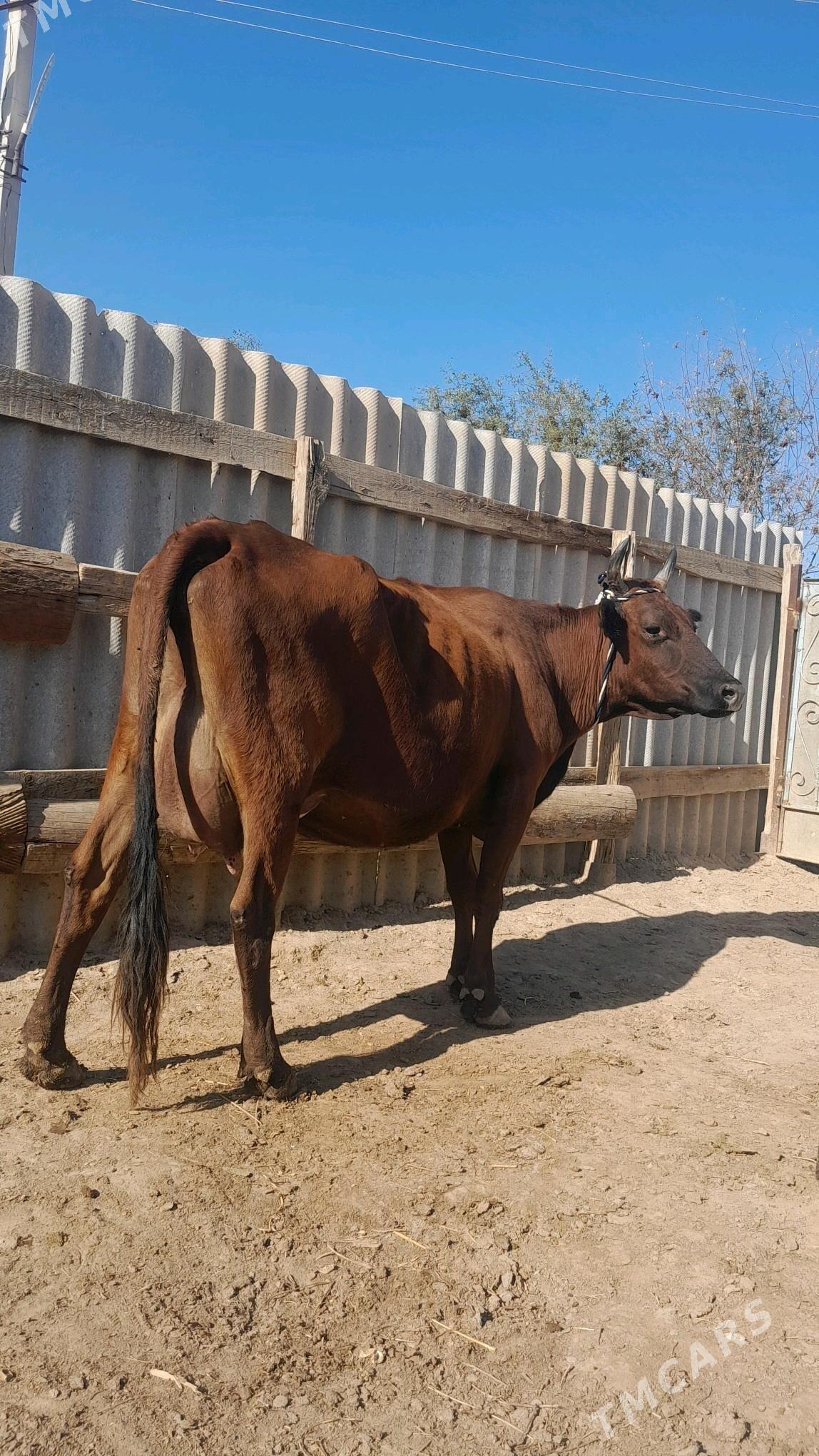 góleli - Wekilbazar - img 1