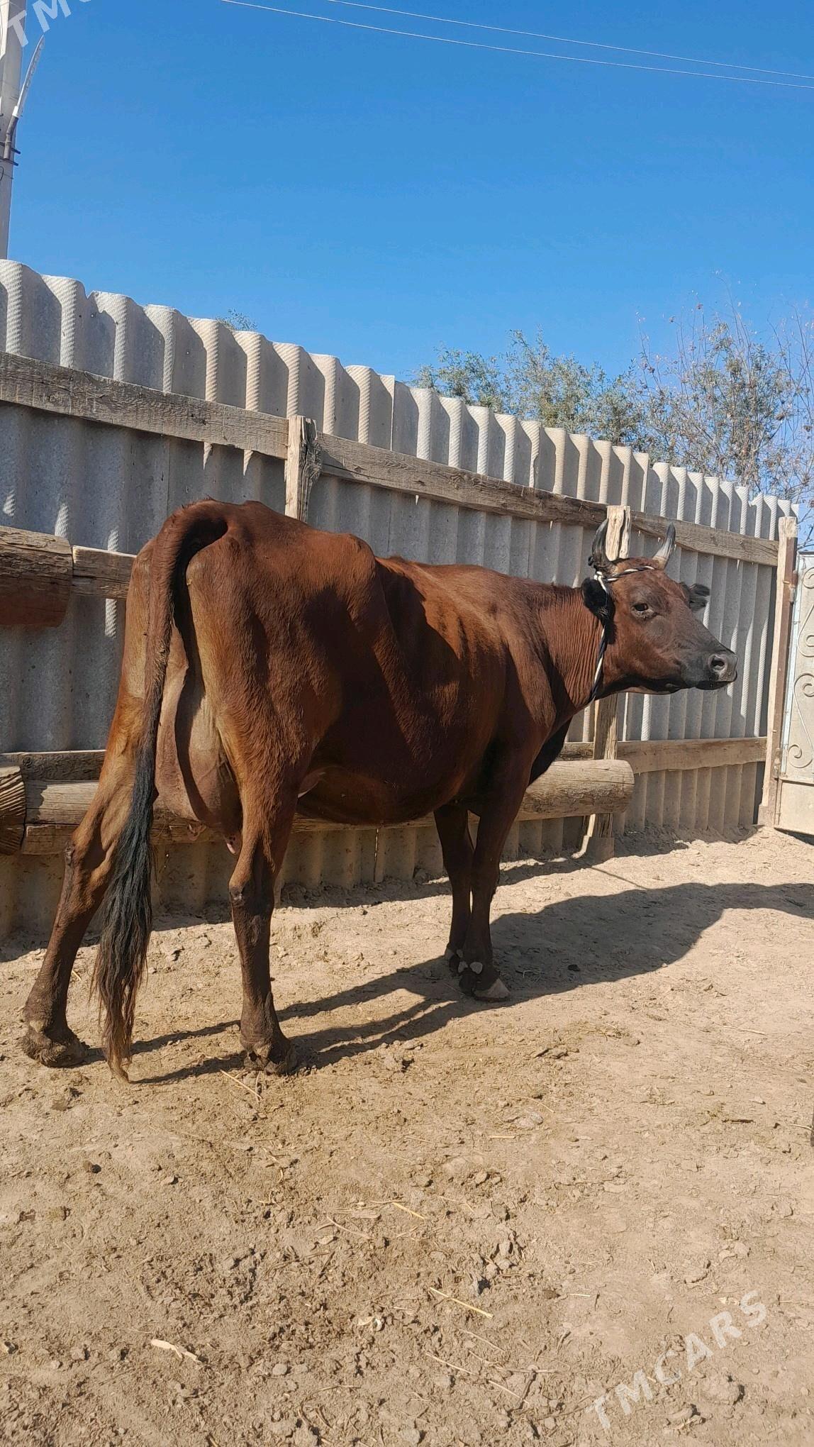 góleli - Wekilbazar - img 2