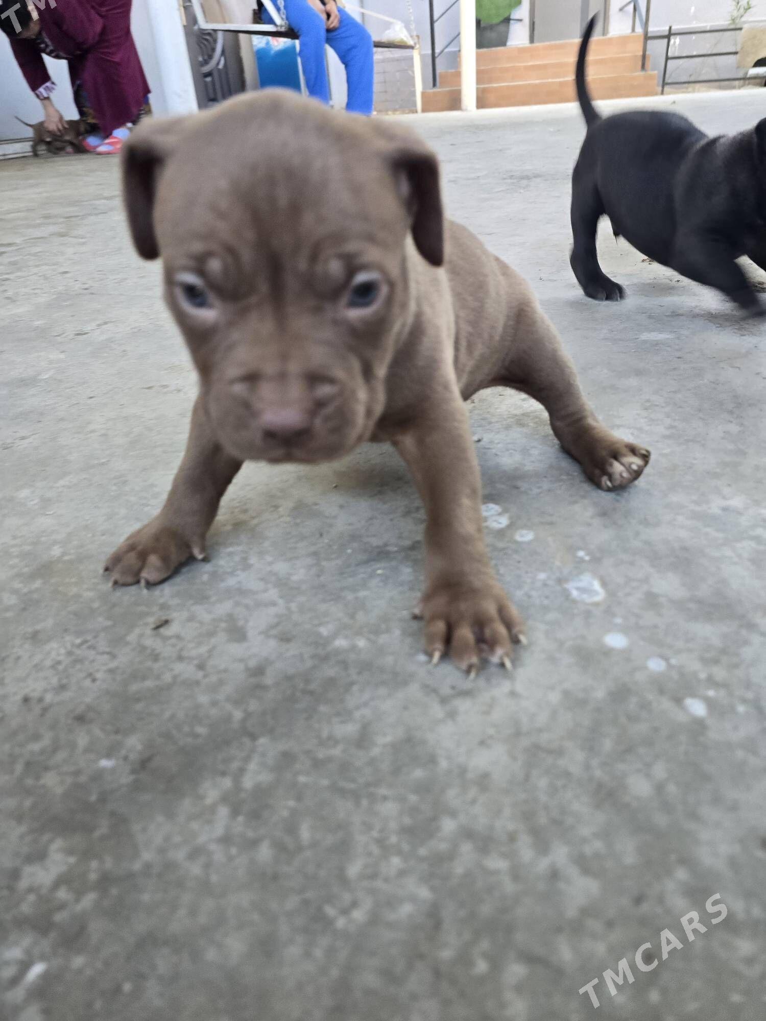 Pidbul - Aşgabat - img 3