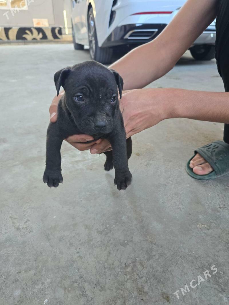 Pidbul - Aşgabat - img 4