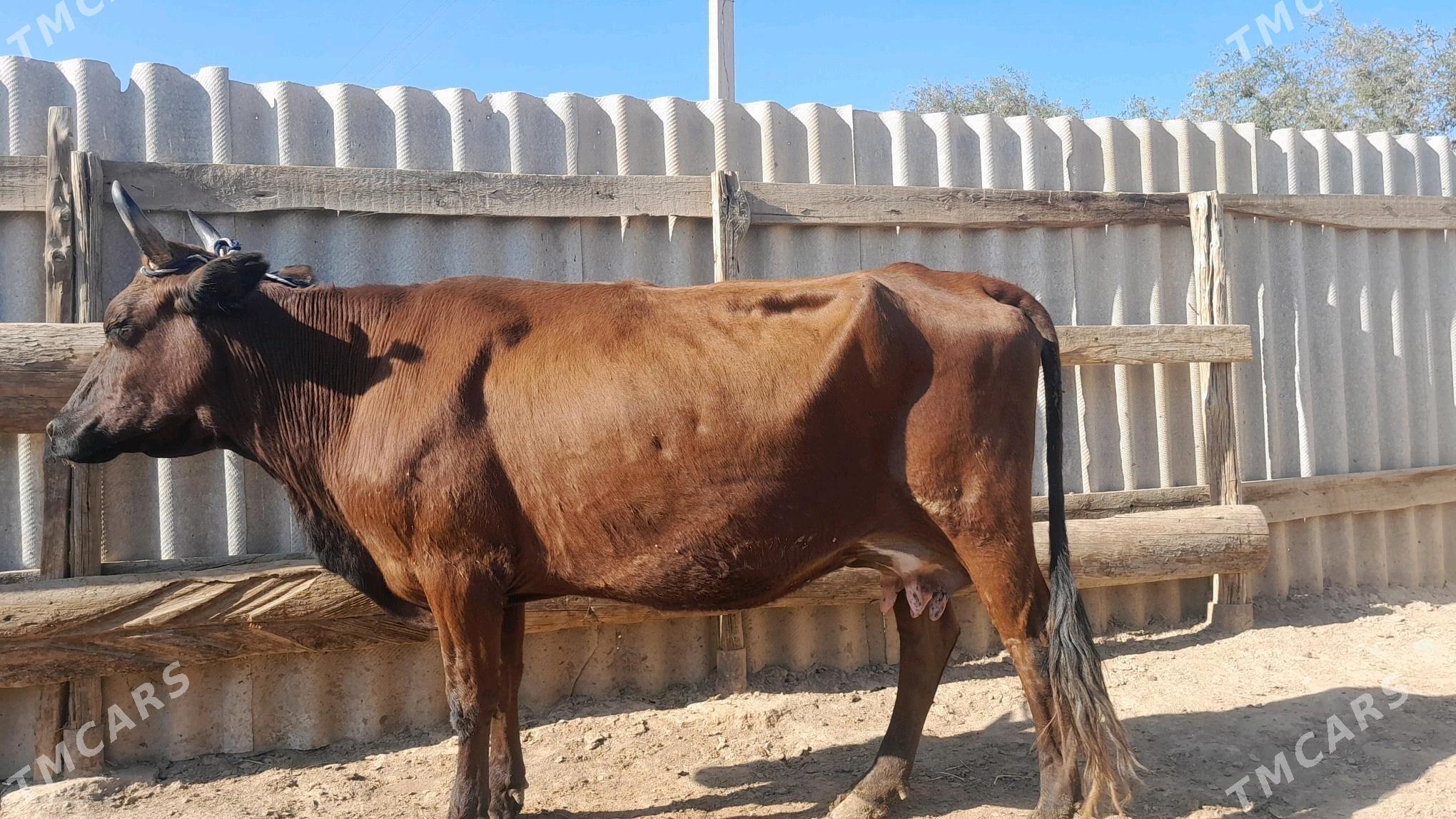 góleli - Wekilbazar - img 6