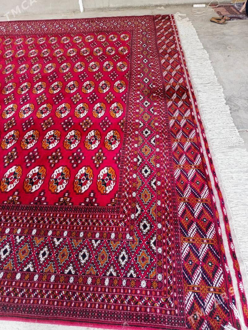 Haly - Бахарден - img 2